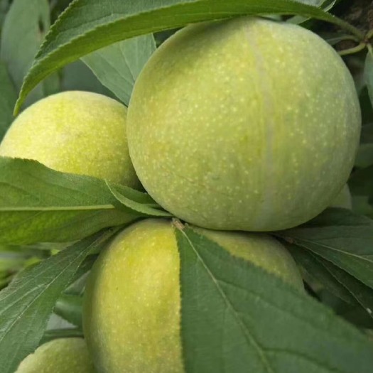 茂县李子，清脆可口，美味健康￼