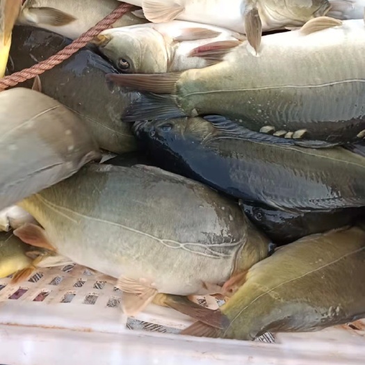 营山县精品裸鲤
