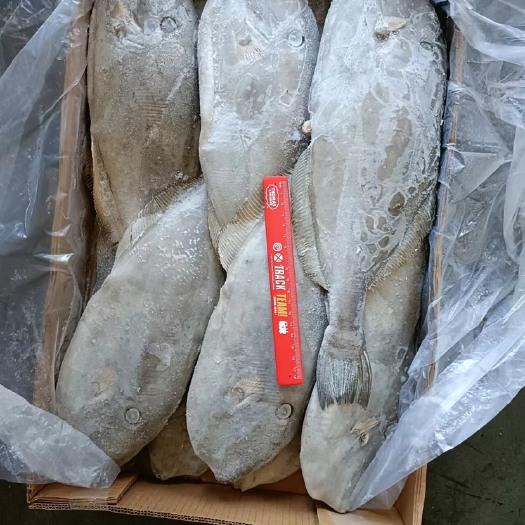 福州马面鱼 扒皮鱼 耗儿鱼  深海鱼 食堂 超市 市场