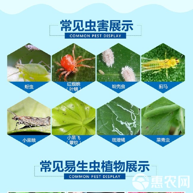 阿维·啶虫脒 苹果树蚜虫蓟马白粉虱杀虫剂