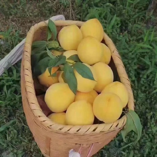 炎陵县炎陵正宗黄桃
