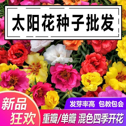 杭州重瓣太阳花种子室内室外四季开花易活盆栽苗花种子籽花卉种孑花籽