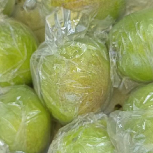 阳信县媚梨七号，甘甜可口水多