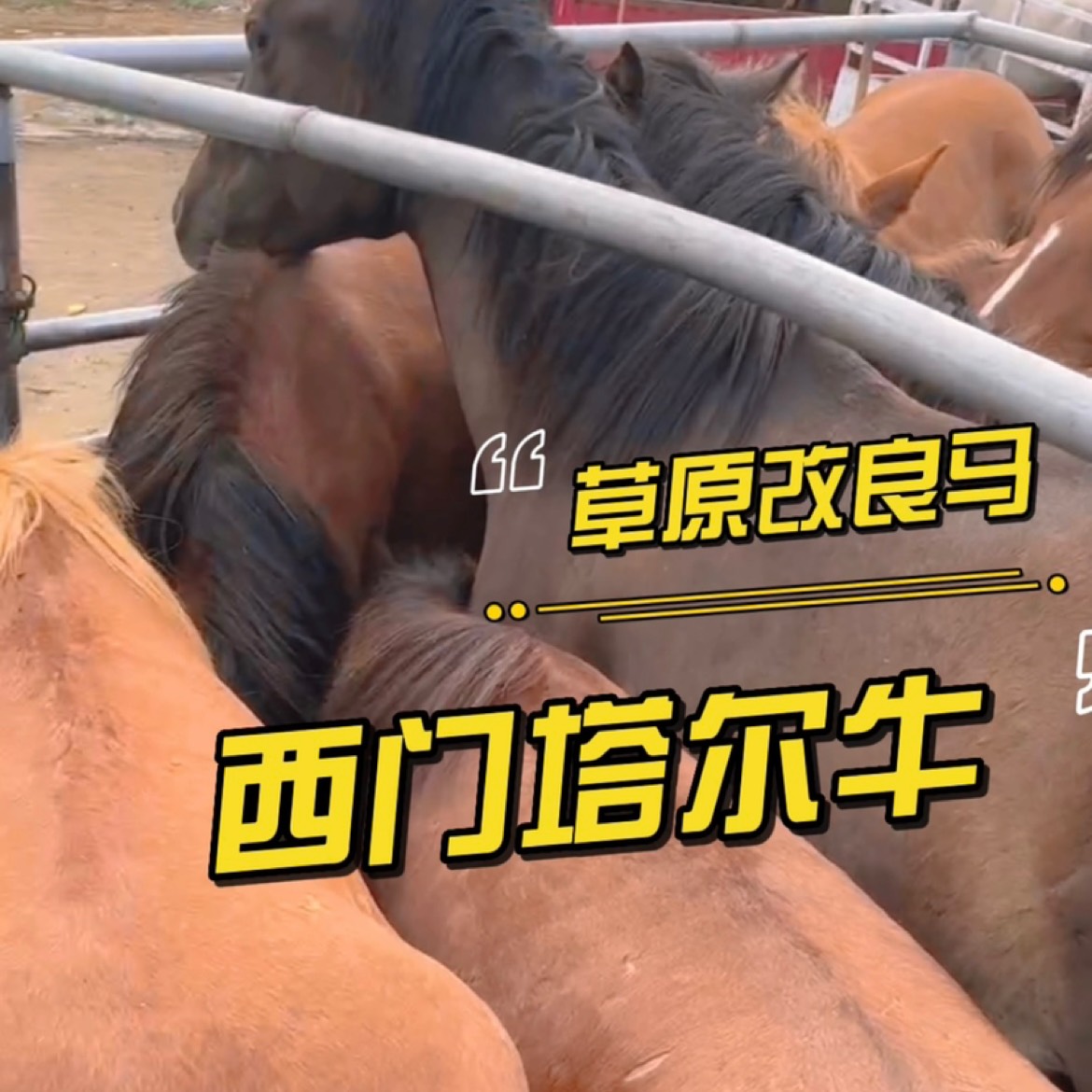 张北县张北牛市是国营牛市，当天选牛不付钱，牛有问题可退货，品种齐全