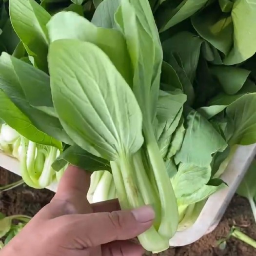 南京青菜