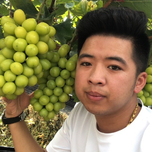 嘉善县阳光玫瑰一级大果，单串2-2.5斤