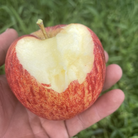 盐源县盐源苹果。香脆甜