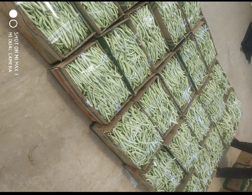邯郸四季豆。白不老。产地直销。可视频看货。质量有保障