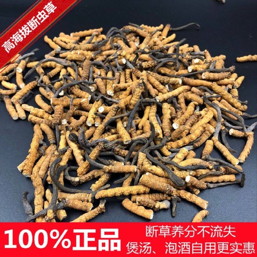 理县正品冬虫夏草断草自用超值优质断草