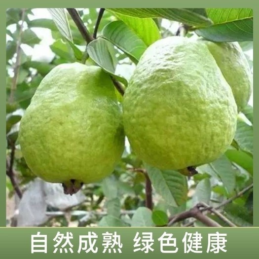 阳春市广东番石榴红心白心当季芭乐