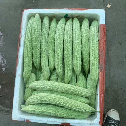重庆市绿苦瓜  ，白苦瓜苦瓜