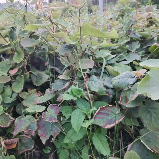 溆浦县猕猴桃3年嫁接树苗