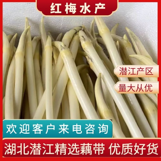 湖北省潜江市鲜藕带（藕尖），当天现抽现发