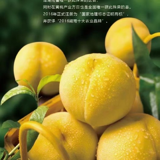炎陵县炎陵黄桃/香脆甜/个果重量半斤左右