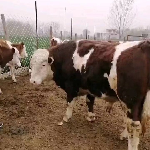 曹县西门塔尔
