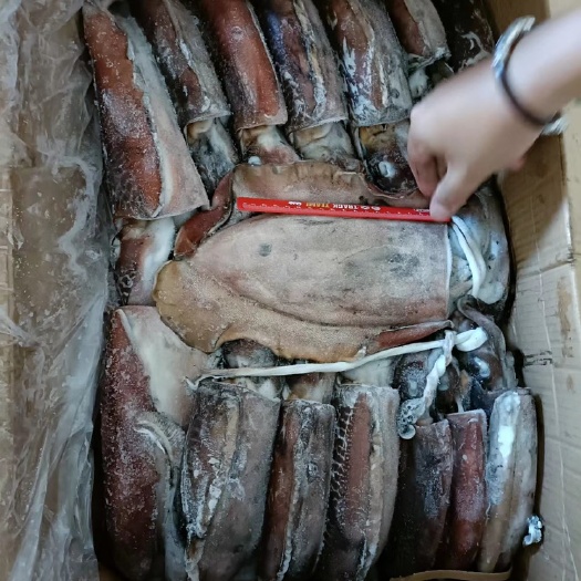 大墨鱼 墨鱼 船冻墨鱼