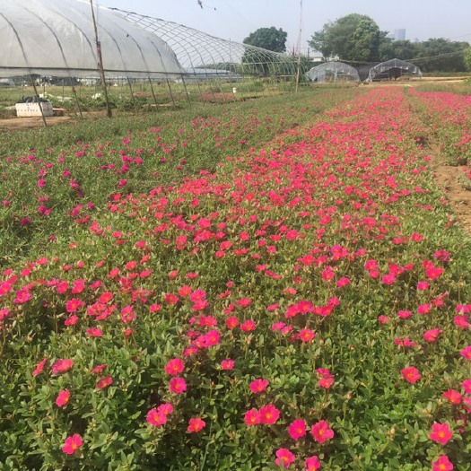 南昌太阳花．夏堇．