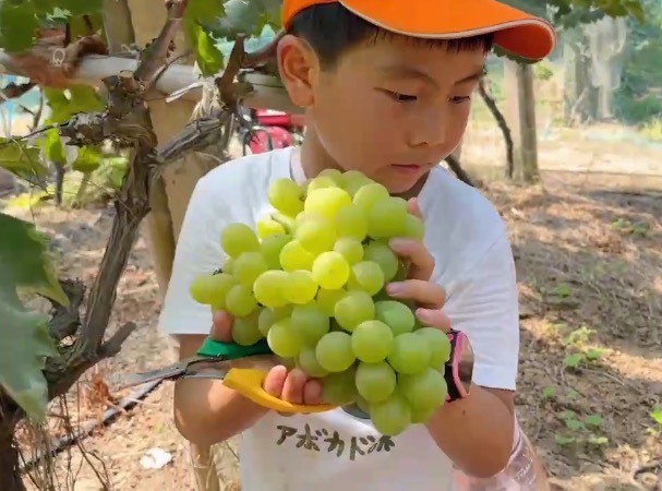 九江自产自销葡萄 阳光葡萄 红玫瑰葡萄有机化肥质量好甜度高量大