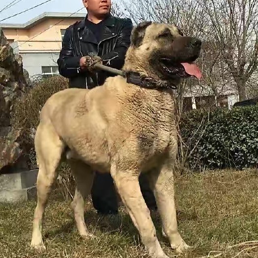 郓城县大型犬 土耳其坎高犬 幼犬