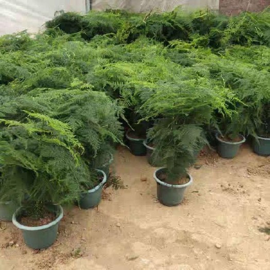 文竹盆栽绿植室内土水培植物云竹盆景带盆花卉客厅四季常青文竹苗