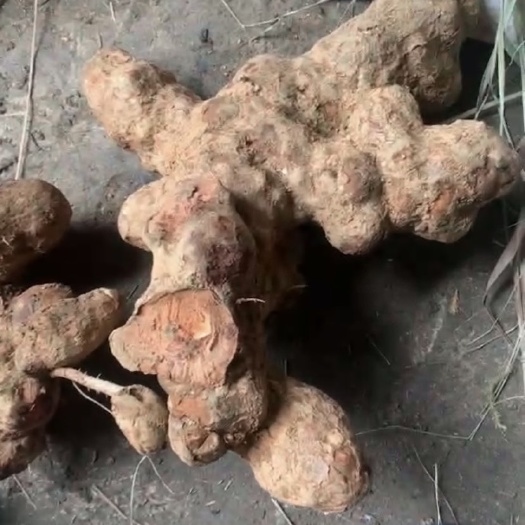 金平县云南深山老林土茯苓，土生土长，白肉土茯苓甘甜最重可达5公斤