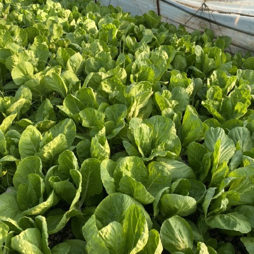 张家港市小白菜 快菜精品小白菜大量出售 量大从优！