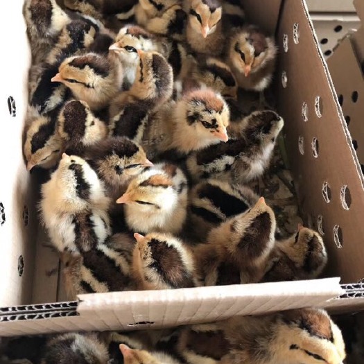 南宁黑瑶土鸡苗