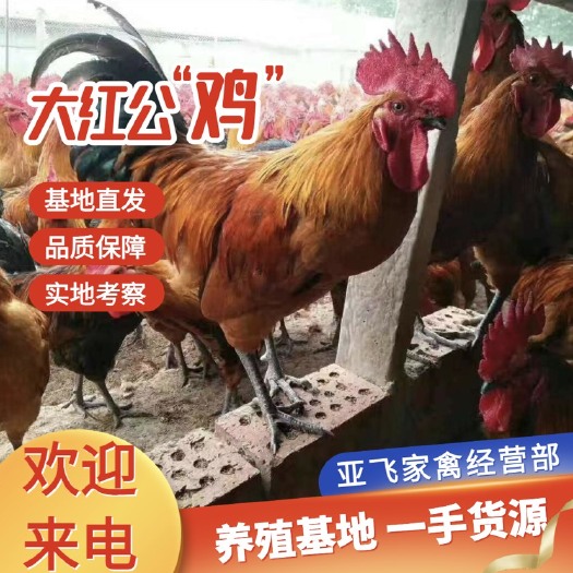 苏州青脚土公鸡/草公鸡