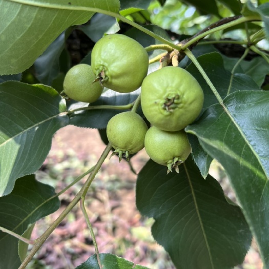 沈阳苹果梨
