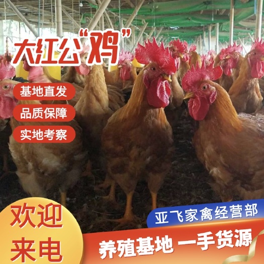 苏州大红公鸡 4-5斤 公