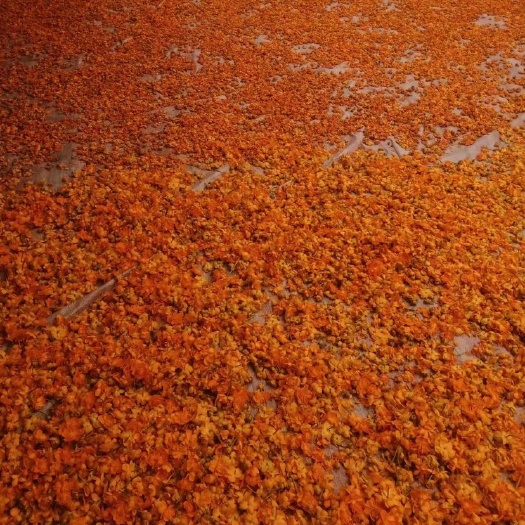 长沙金莲花干