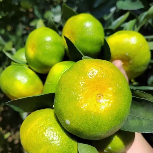 云南温州蜜桔，冰糖橙，金秋，沃柑
