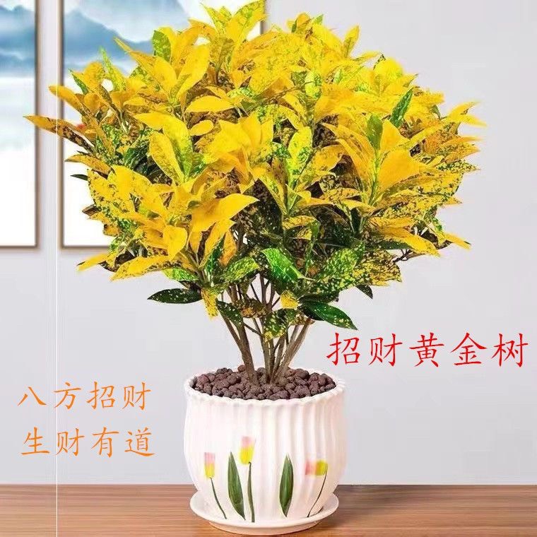 杭州黄金树室内盆栽特色绿植洒金榕七彩变色木绿植客厅好养易活