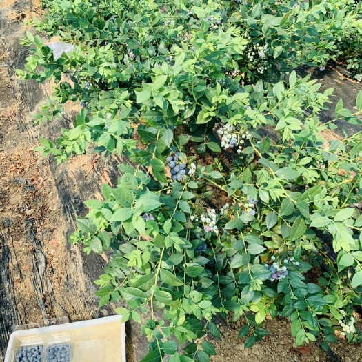 东港市蓝莓大树出售