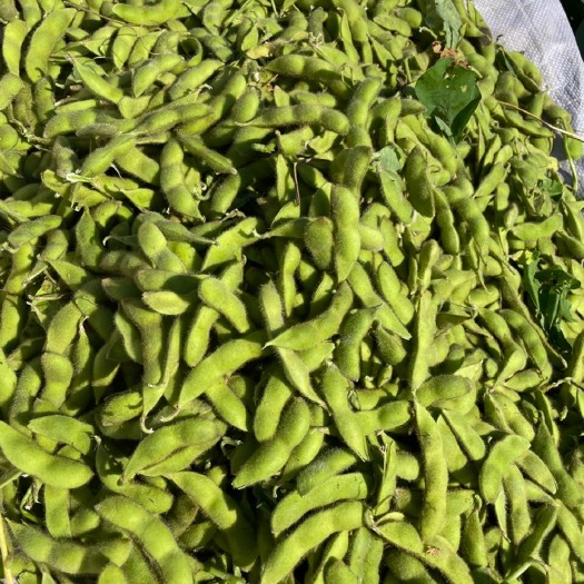 铁岭县精品东北现货毛豆，需要的老板私信