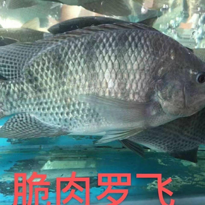 罗非