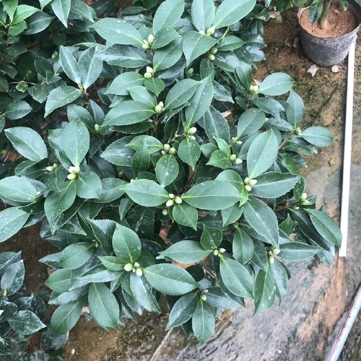 漳平市各个规格大红赤丹茶花，基地直销，支持视频发货