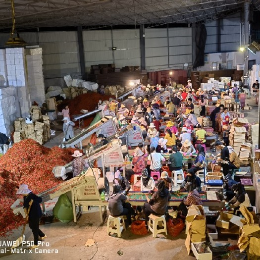 建水县精品朝天椒，大中小型都有欢迎合作