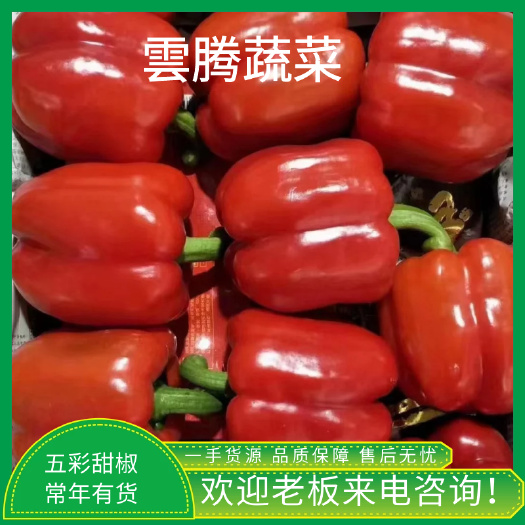寿光市五彩椒 红园椒黄园椒常年有货