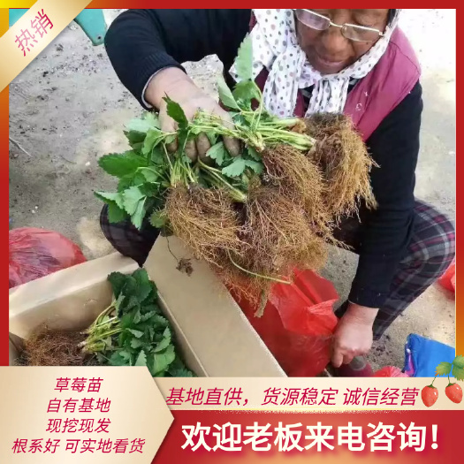 泰安章姬草莓苗 假植苗 20~30公分