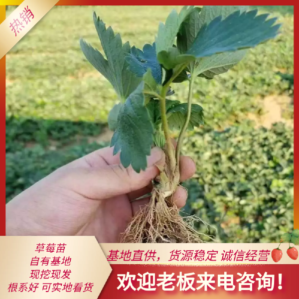 妙香七号草莓苗 优质草莓苗基地 假值草莓苗