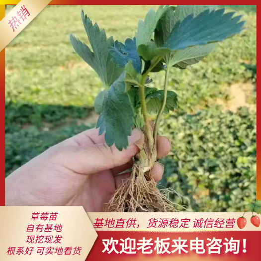 泰安妙香七号草莓苗 优质草莓苗基地 假值草莓苗