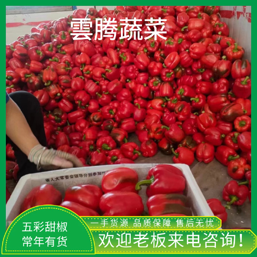 寿光市五彩椒 彩椒常年供货
保证质量
