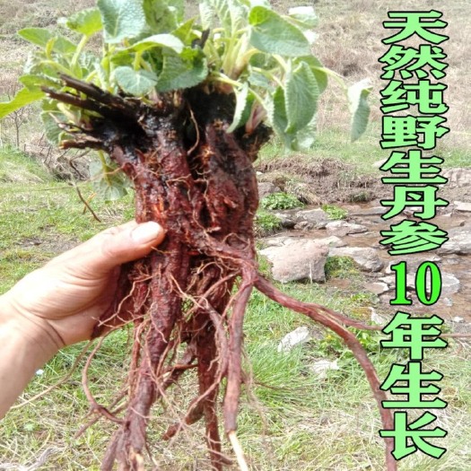 文山市云南纯紫丹参中江丹参片整支红丹参精品丹参大量批发500克
