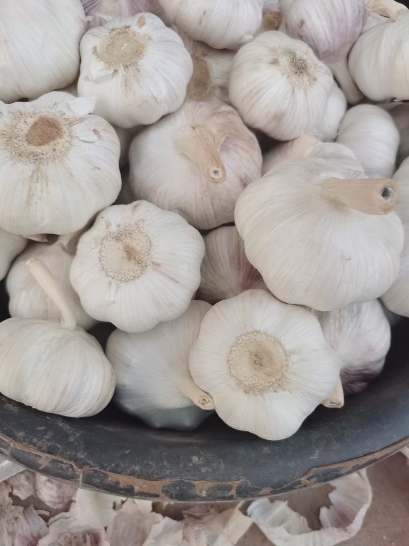 大蒜