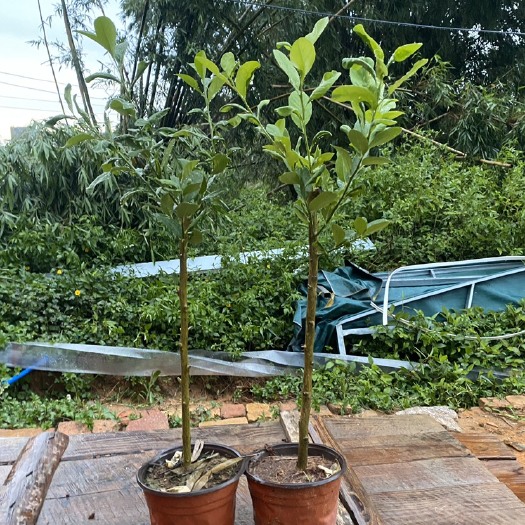 广州高颜值广东香水柠檬苗高杆苗棒棒糖