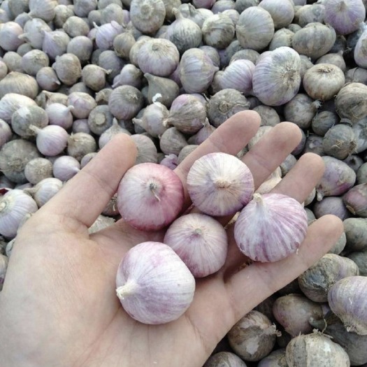 海城市独头蒜辽宁海城大量独头蒜现货