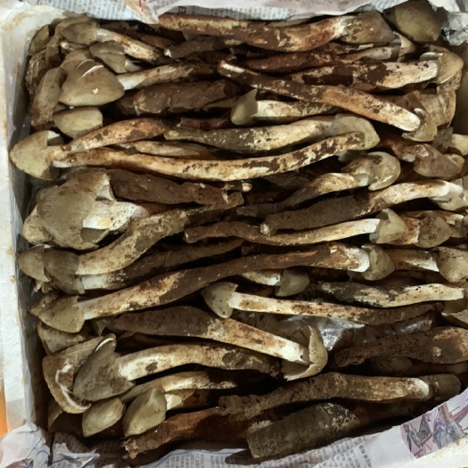寻甸县火把鸡枞