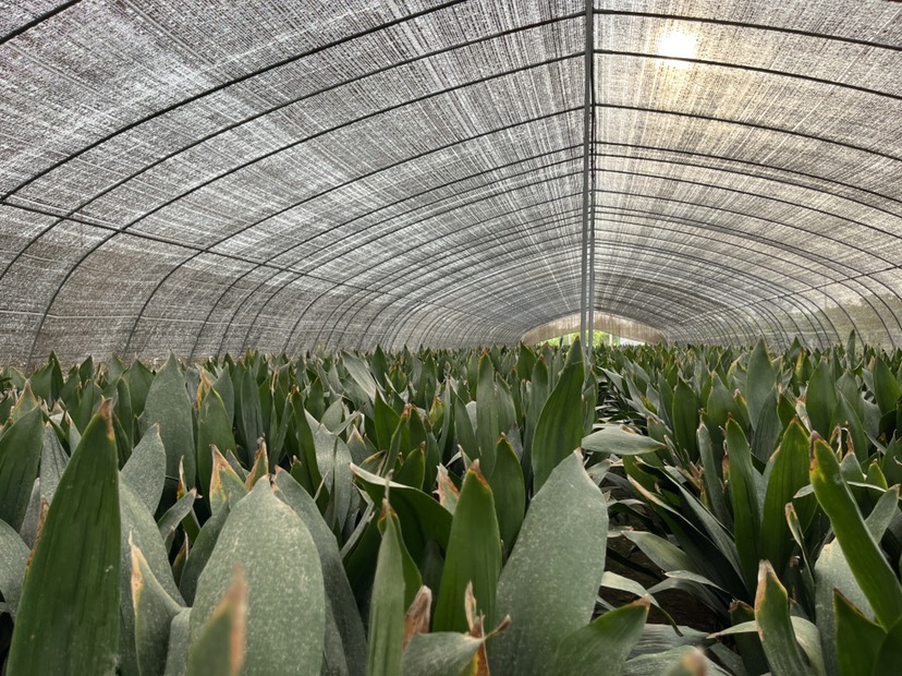 四季长青室内客厅观叶植物绿植盆景一叶兰耐阴耐寒室内花卉盆载