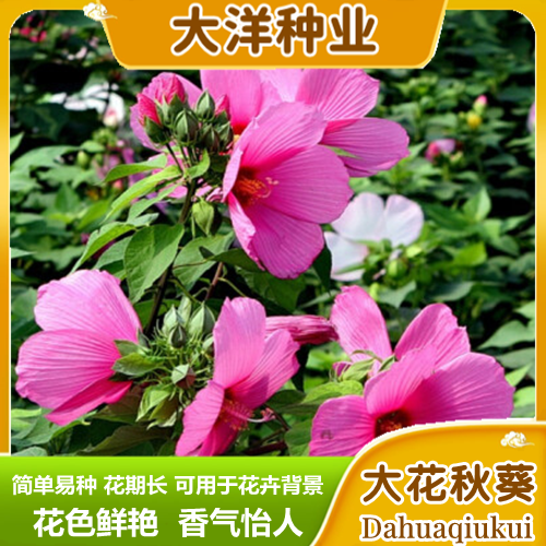 沭阳县芙蓉种子新采大花秋葵种子草芙蓉四季种植耐寒耐阴多年生宿根花卉